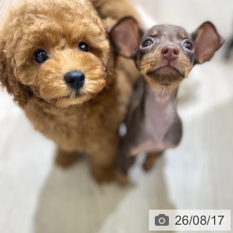 トイ・プードルの写真