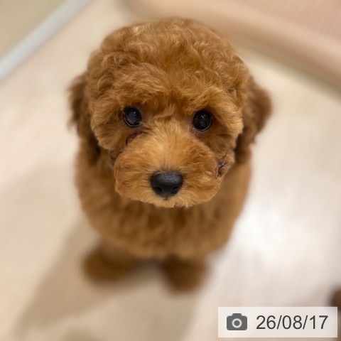 トイ・プードルの写真