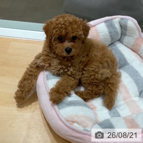 石川県のトイプードル(トイ) (ペットプラス 新小松店/2026年6月18日生まれ/女の子/アプリコット)の子犬の3枚目の画像