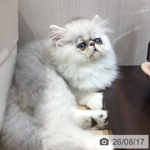 ペルシャの写真