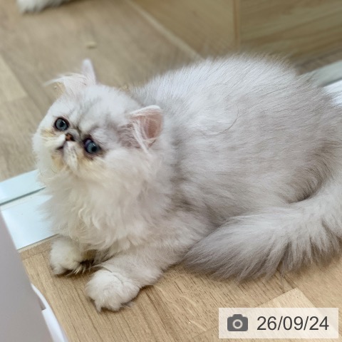 ペルシャの写真