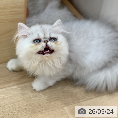 ペルシャの写真