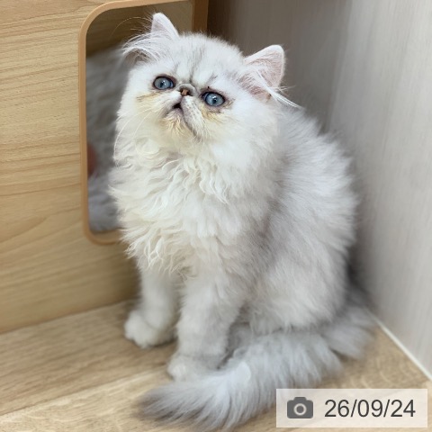 ペルシャの写真