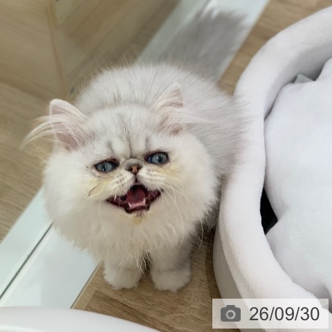 ペルシャの写真