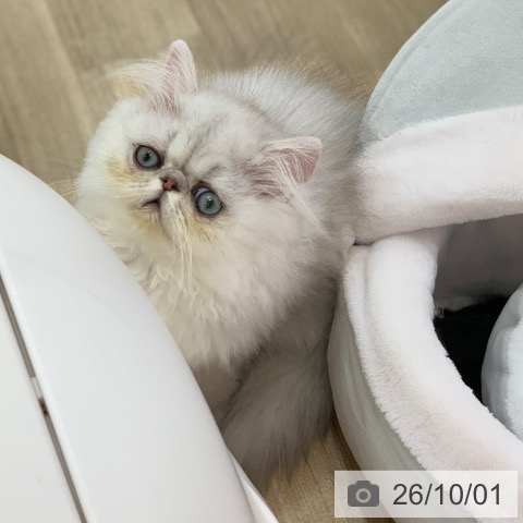 ペルシャの写真