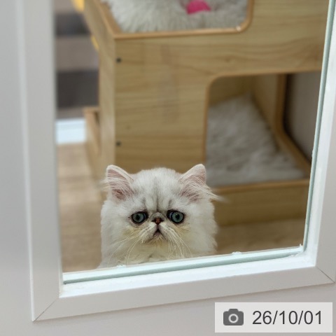 ペルシャの写真