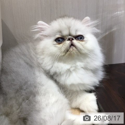 ペルシャの写真