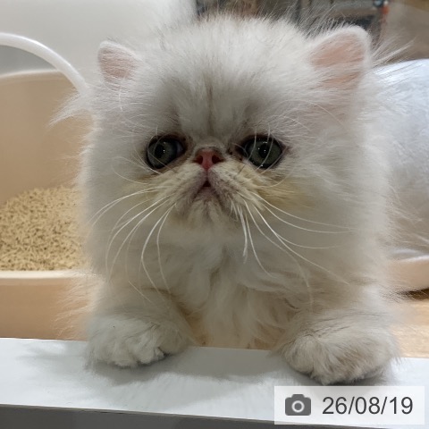 ペルシャの写真