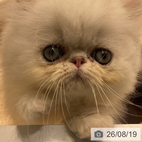 ペルシャの写真