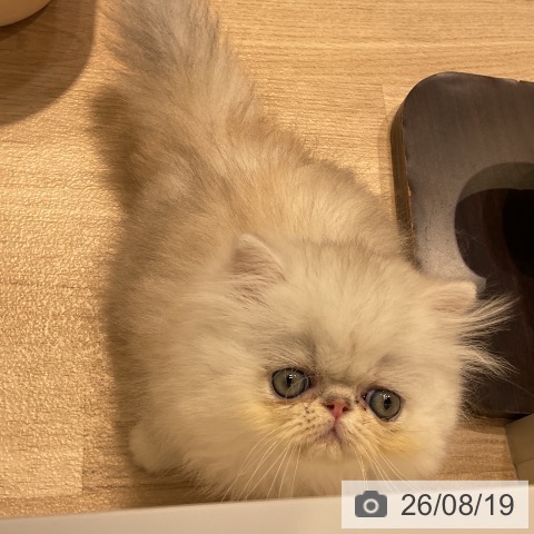 ペルシャの写真
