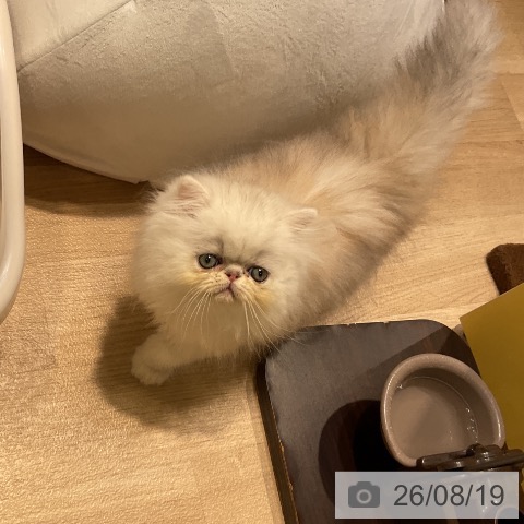 ペルシャの写真