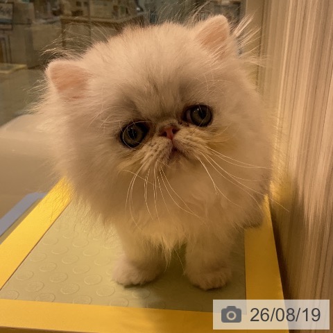 ペルシャの写真