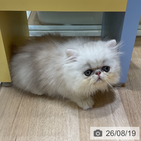 ペルシャの写真