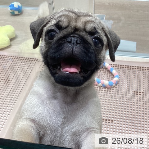 パグの写真