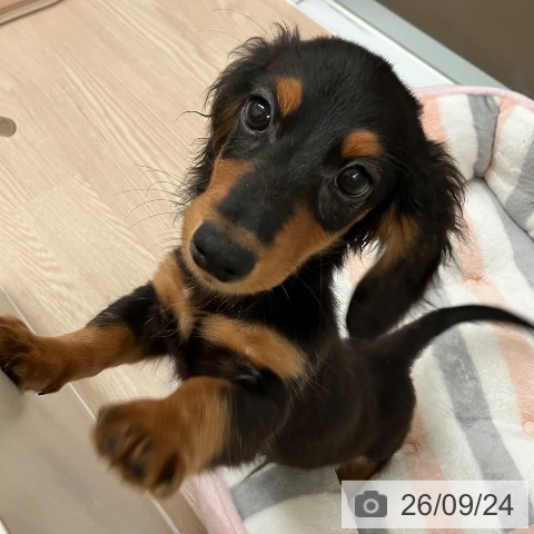 ミニチュア・ダックスフンドの写真