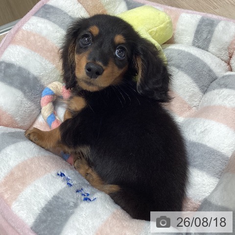ミニチュア・ダックスフンドの写真
