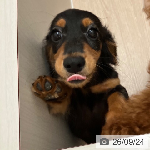 ミニチュア・ダックスフンドの写真