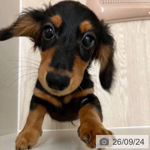 ミニチュア・ダックスフンドの写真