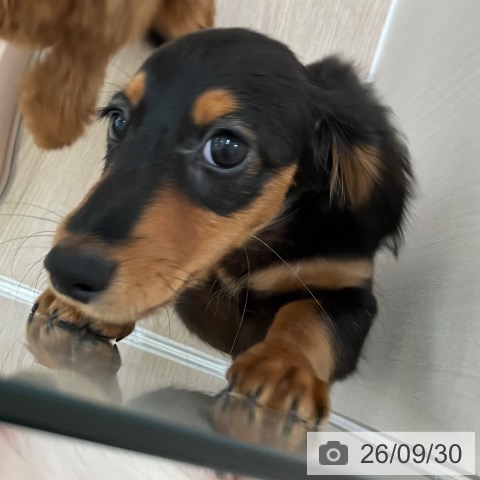 ミニチュア・ダックスフンドの写真