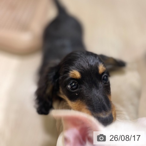 ミニチュア・ダックスフンドの写真