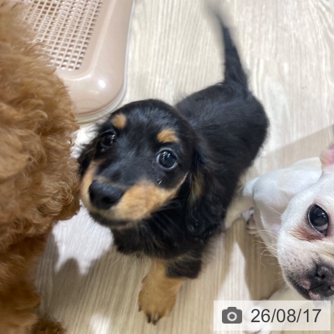 ミニチュア・ダックスフンドの写真