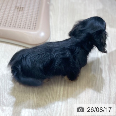 ミニチュア・ダックスフンドの写真