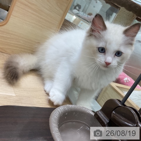 ラグドールの写真