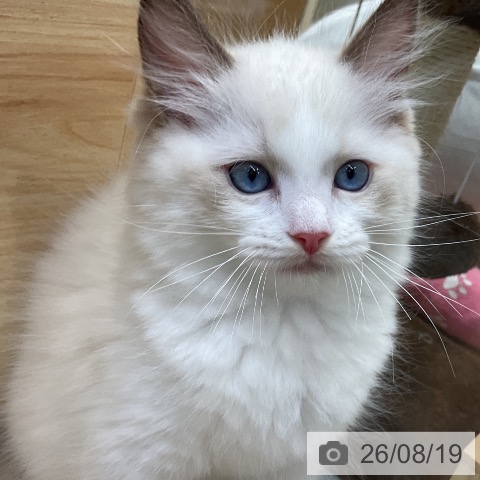 ラグドールの写真