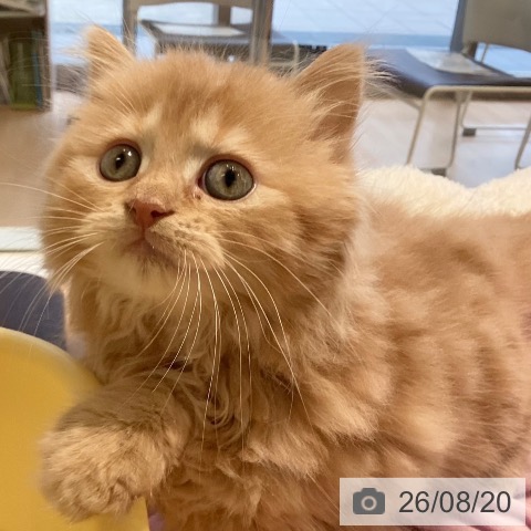 三重県のラガマフィン (ペットプラス 東員店/2026年6月14日生まれ/男の子/レッドタビー)の子猫の4枚目の画像