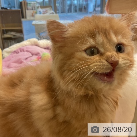 三重県のラガマフィン (ペットプラス 東員店/2026年6月14日生まれ/男の子/レッドタビー)の子猫の3枚目の画像
