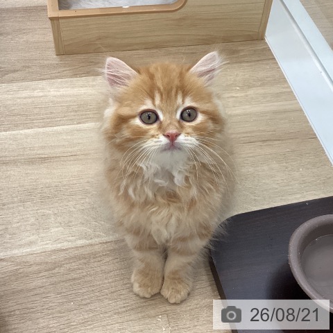 愛知県のラガマフィン (ペットプラス みなと店/2026年6月14日生まれ/男の子/レッドタビー)の子猫の4枚目の画像