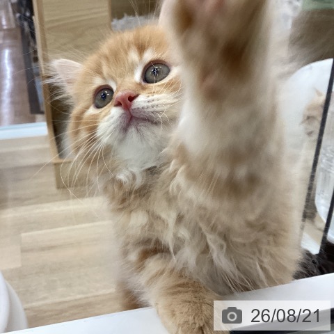 愛知県のラガマフィン (ペットプラス みなと店/2026年6月14日生まれ/男の子/レッドタビー)の子猫の3枚目の画像