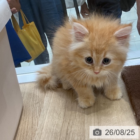 ラガマフィンの写真