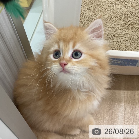 ラガマフィンの写真