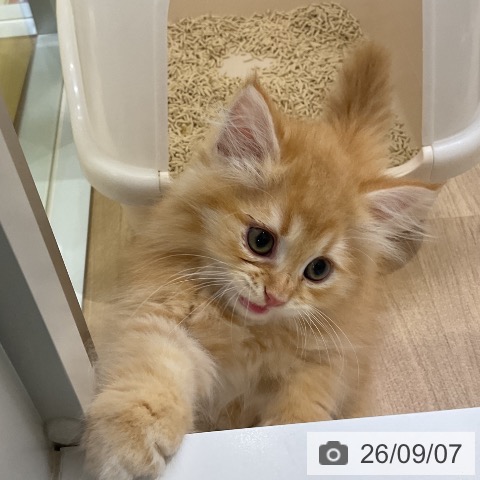 ラガマフィンの写真
