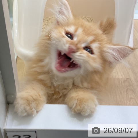 ラガマフィンの写真