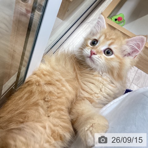 ラガマフィンの写真