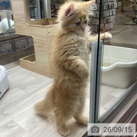 ラガマフィンの写真