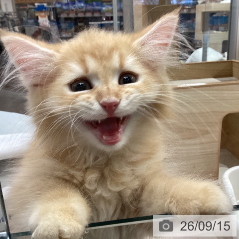 ラガマフィンの写真