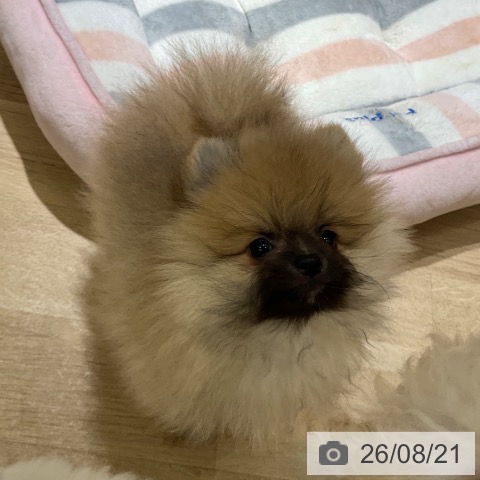 ポメラニアンの写真