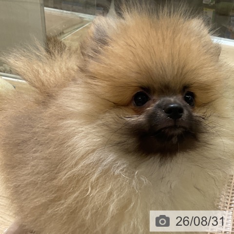 ポメラニアンの写真
