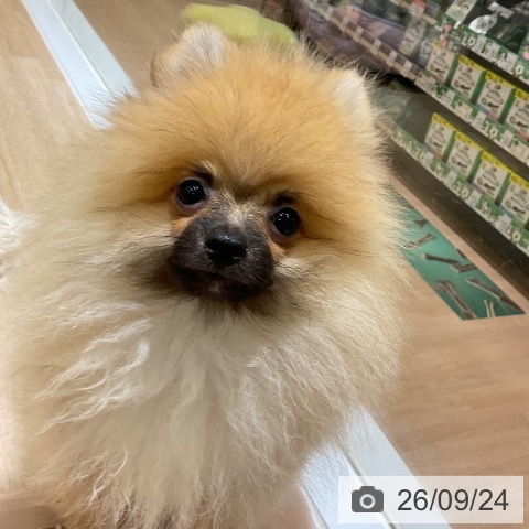 ポメラニアンの写真