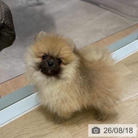 ポメラニアンの写真