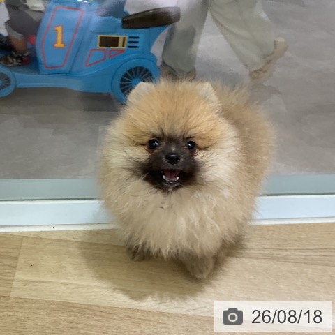 ポメラニアンの写真