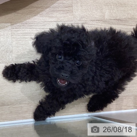 岐阜県のトイプードル(トイ) (ペットプラス 各務原店/2026年6月14日生まれ/男の子/ブラック)の子犬の3枚目の画像