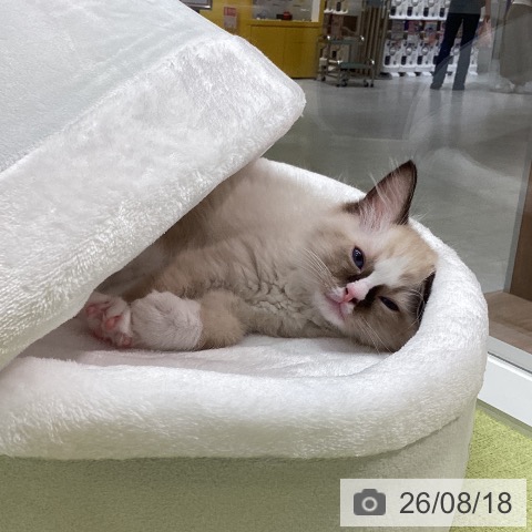 ラグドールの写真