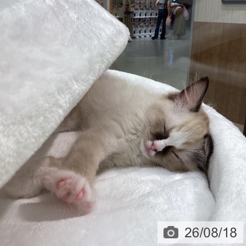 ラグドールの写真