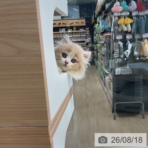 ラガマフィンの写真
