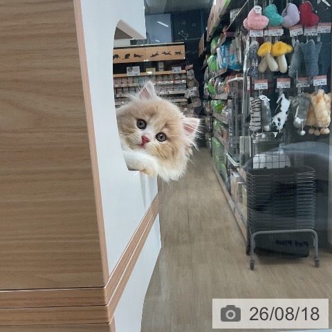 ラガマフィンの写真