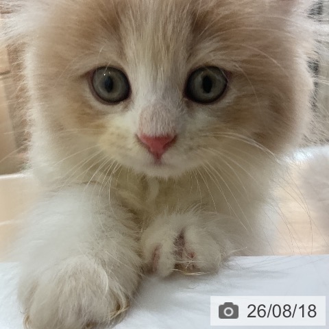 ラガマフィンの写真